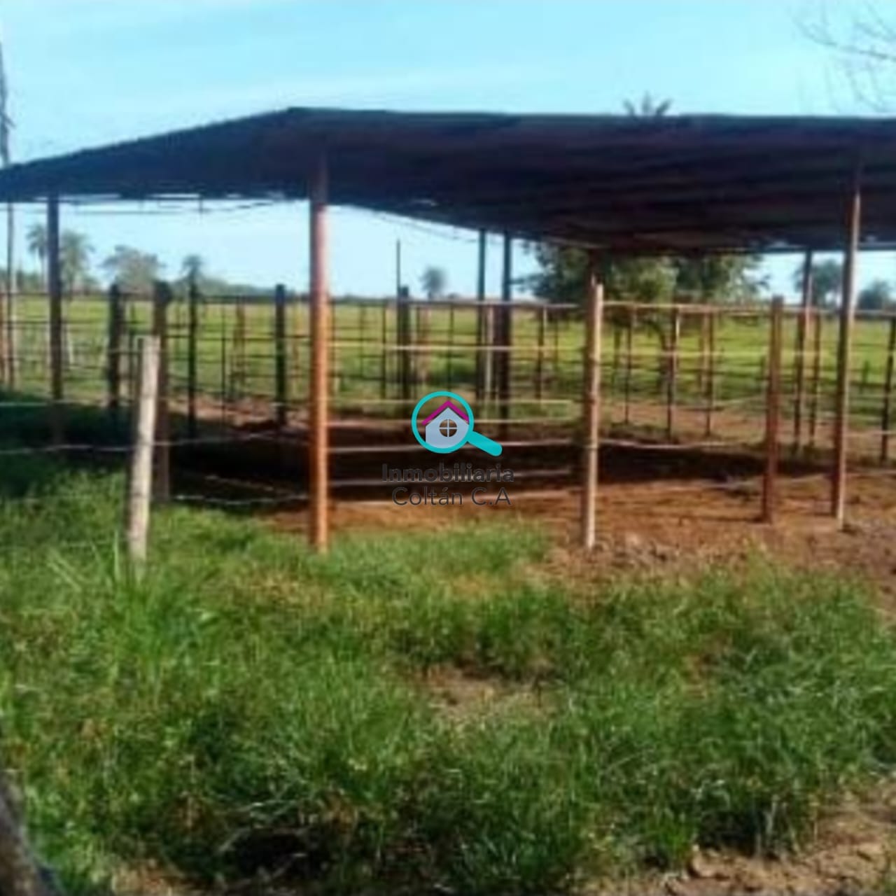 En Venta Finca ganadera de 64 hectáreas full pasto ubicada en La salesiana Barinas
