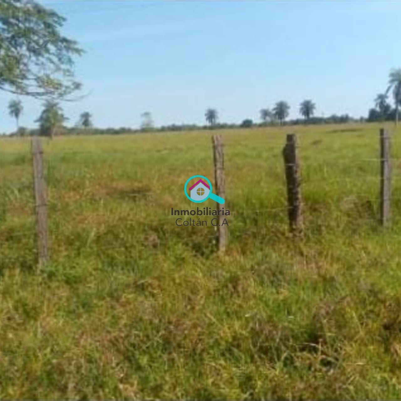 En Venta Finca ganadera de 64 hectáreas full pasto ubicada en La salesiana Barinas