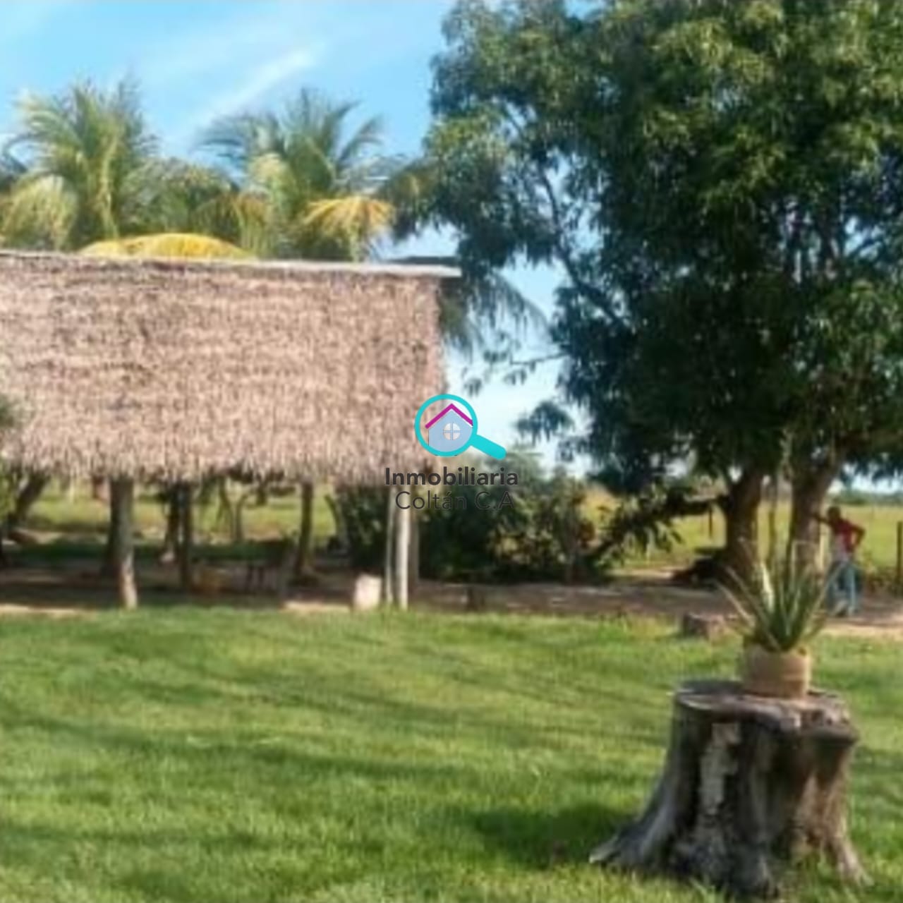 En Venta Finca ganadera de 64 hectáreas full pasto ubicada en La salesiana Barinas