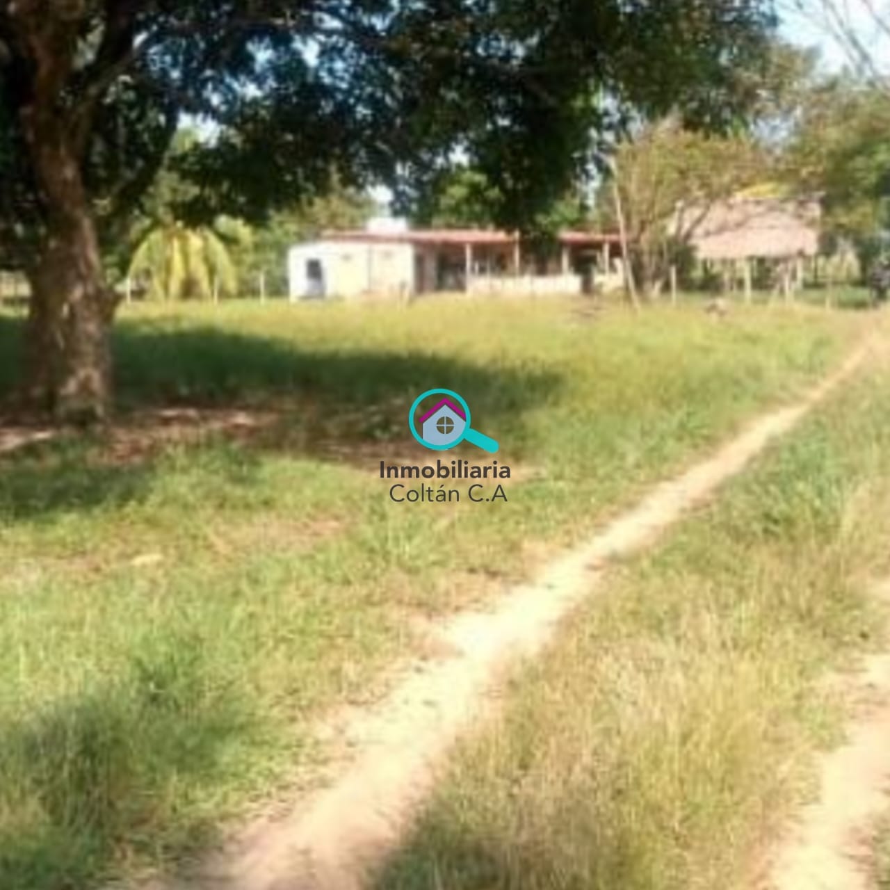 En Venta Finca ganadera de 64 hectáreas full pasto ubicada en La salesiana Barinas