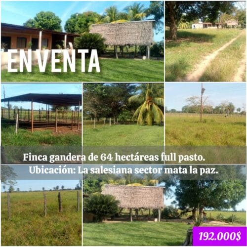 En Venta Finca ganadera de 64 hectáreas full pasto ubicada en La salesiana Barinas
