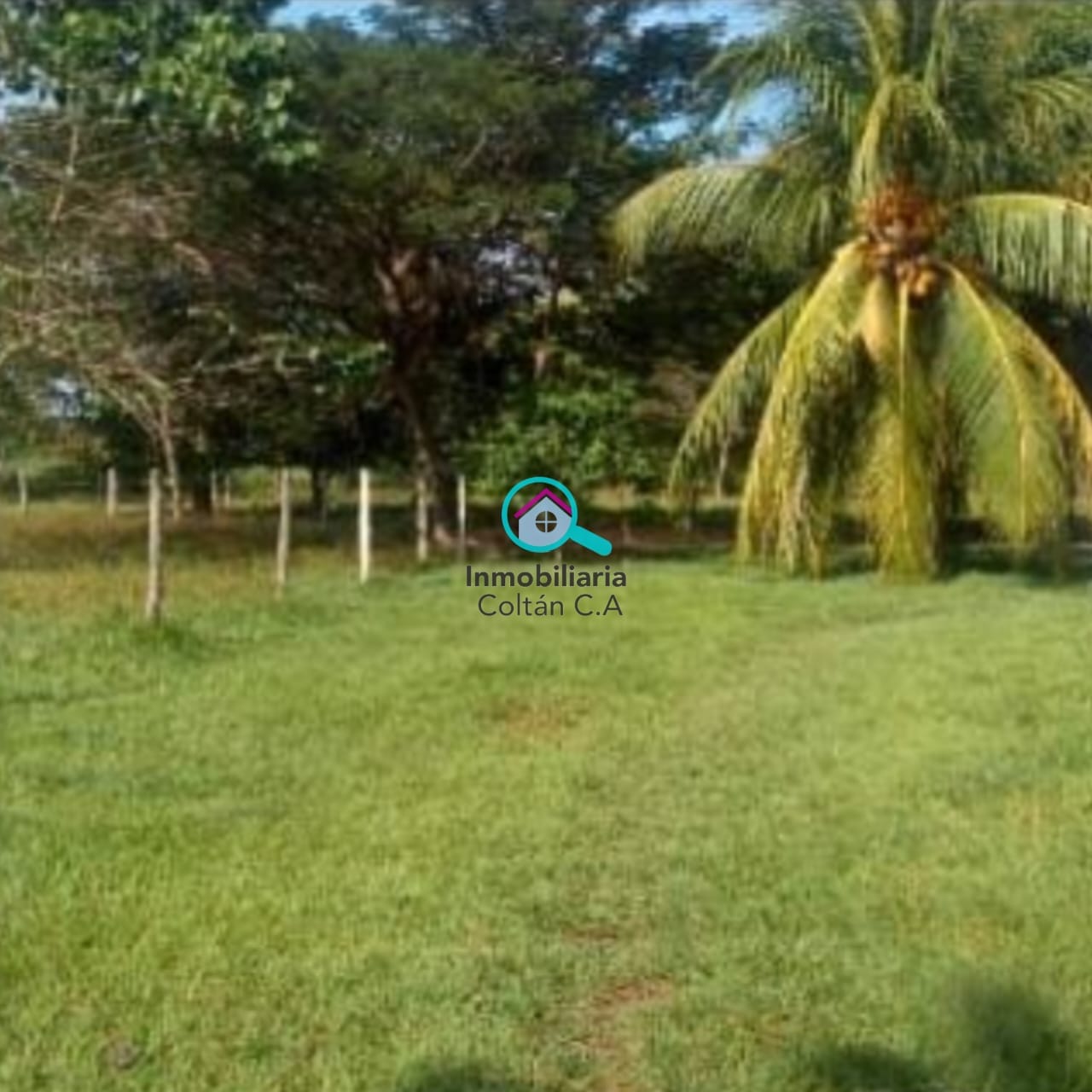 En Venta Finca ganadera de 64 hectáreas full pasto ubicada en La salesiana Barinas