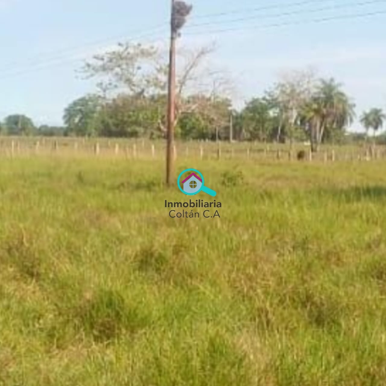 En Venta Finca ganadera de 64 hectáreas full pasto ubicada en La salesiana Barinas