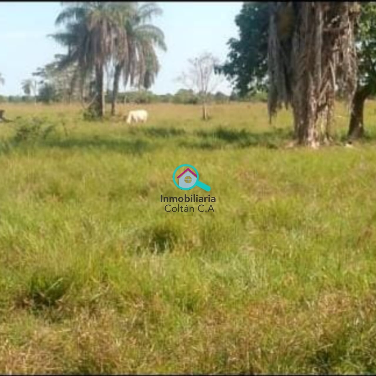 En Venta Finca ganadera de 64 hectáreas full pasto ubicada en La salesiana Barinas