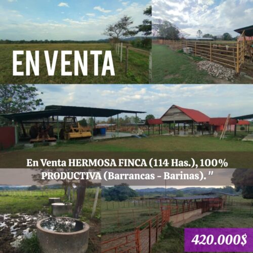 HERMOSA FINCA (114 Has.), 100% PRODUCTIVA (Barrancas - Barinas). "A PUERTA CERRADA" en Barinas Inmobiliaria Coltan