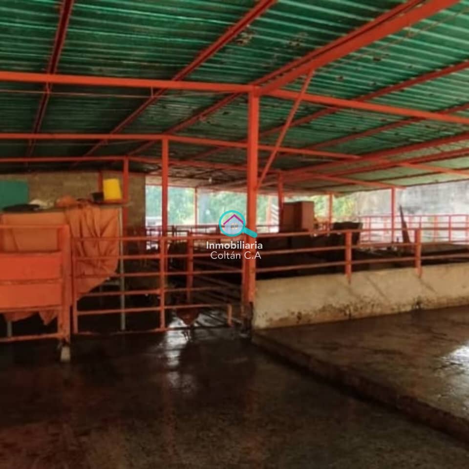 FINCA PRODUCTIVA" de (200 hectáreas) en Quebrada Seca - Barinas. - Imagen 2