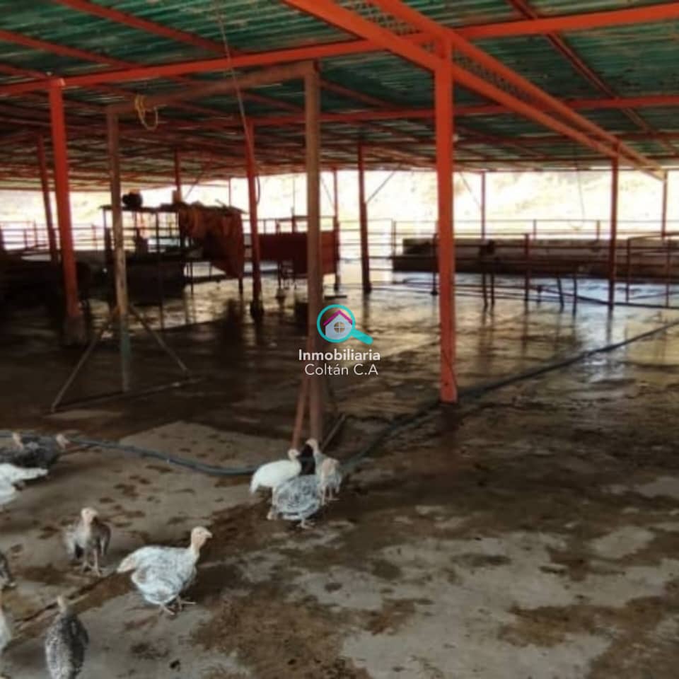 FINCA PRODUCTIVA" de (200 hectáreas) en Quebrada Seca - Barinas. - Imagen 4