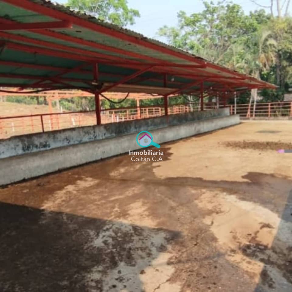 FINCA PRODUCTIVA" de (200 hectáreas) en Quebrada Seca - Barinas. - Imagen 9
